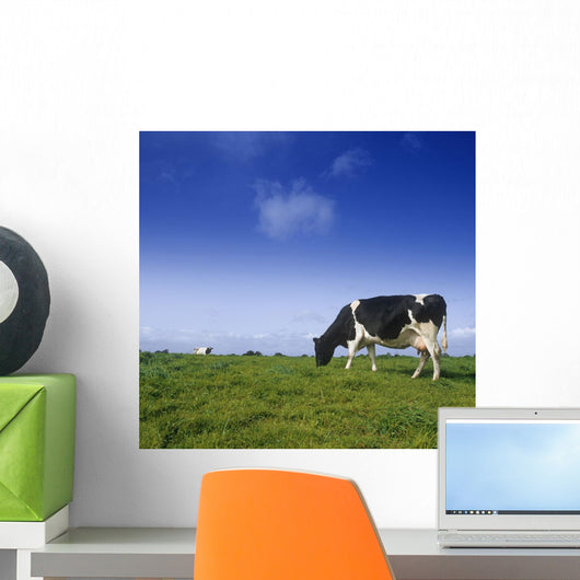 Friesian Cow Grazing In A Field, Republic Of Ireland Wall Mural