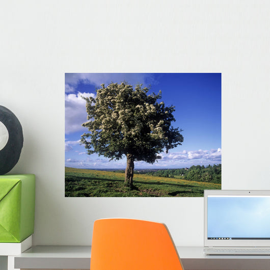 Hawthorn Tree On A Landscape, Ireland Wall Mural