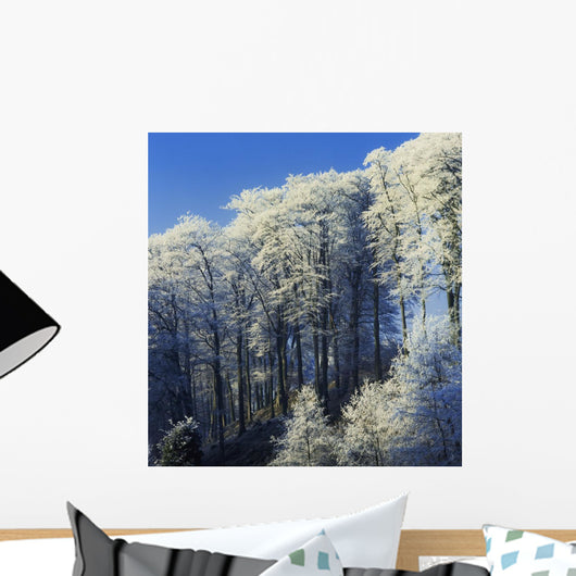 Snow Covered Trees In A Forest, County Antrim, Northern Ireland Wall Mural