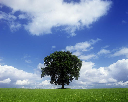 Oak Tree On A Landscape, County Meath, Republic Of Ireland Wall Mural