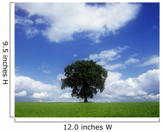 Oak Tree On A Landscape, County Meath, Republic Of Ireland Wall Mural