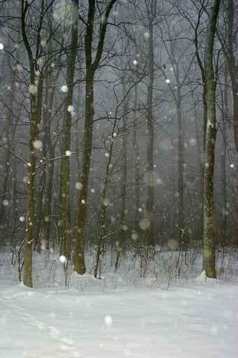 Snow Storm Wall Decal