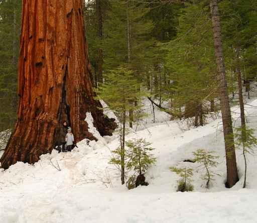 Giant Sequoia 101 Wall Decal