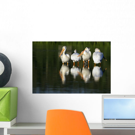Pelicans In Water Wall Mural
