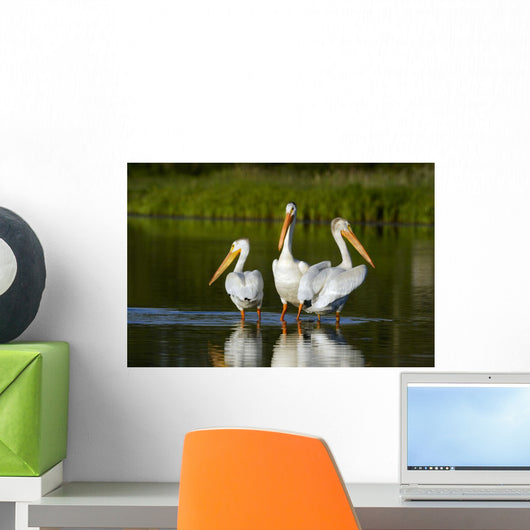Pelicans In The Water Wall Mural