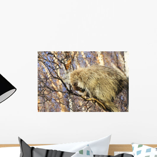 North American Porcupine In A Tree Wall Mural