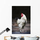 Rooster On A Fence Wall Mural