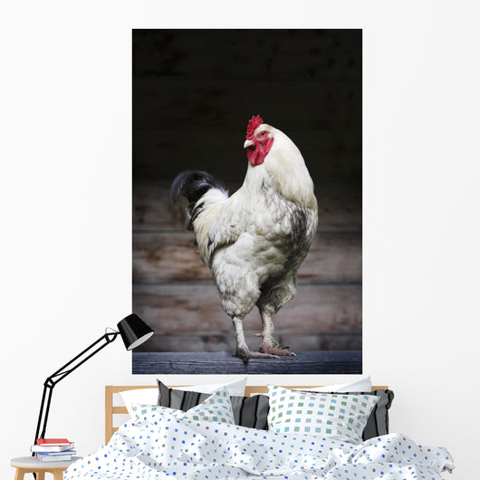 Rooster On A Fence Wall Mural