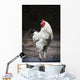 Rooster On A Fence Wall Mural