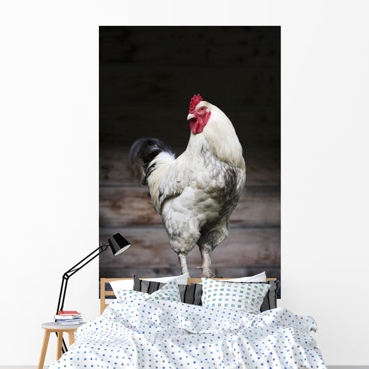 Rooster On A Fence Wall Mural