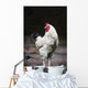 Rooster On A Fence Wall Mural