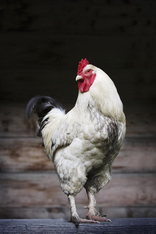 Rooster On A Fence Wall Mural