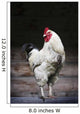 Rooster On A Fence Wall Mural
