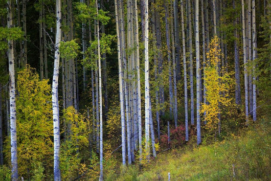 Trees In A Forest Wall Mural