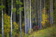 Trees In A Forest Wall Mural