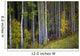 Trees In A Forest Wall Mural