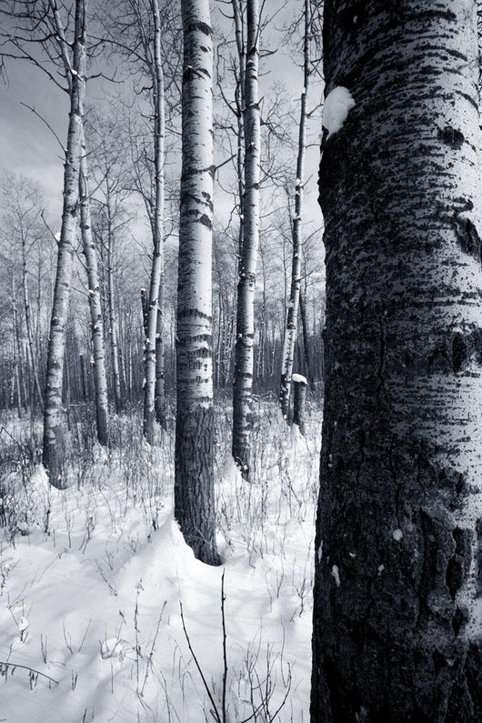 Forest In The Winter Wall Mural