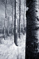 Forest In The Winter Wall Mural