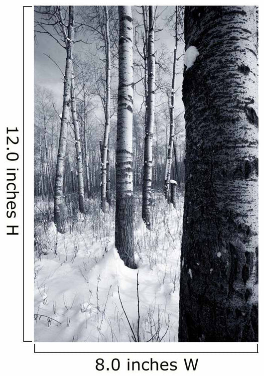 Forest In The Winter Wall Mural