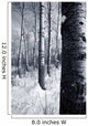 Forest In The Winter Wall Mural