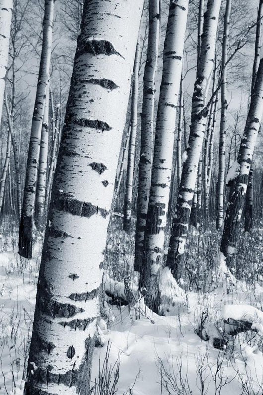 Winter Forest Wall Mural