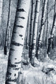 Winter Forest Wall Mural
