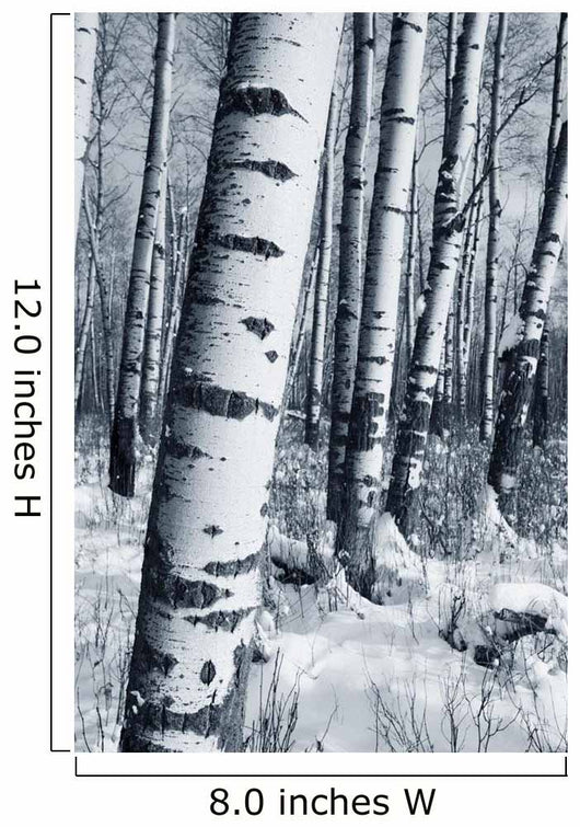 Winter Forest Wall Mural
