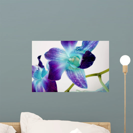 Flowers On White Background Wall Mural