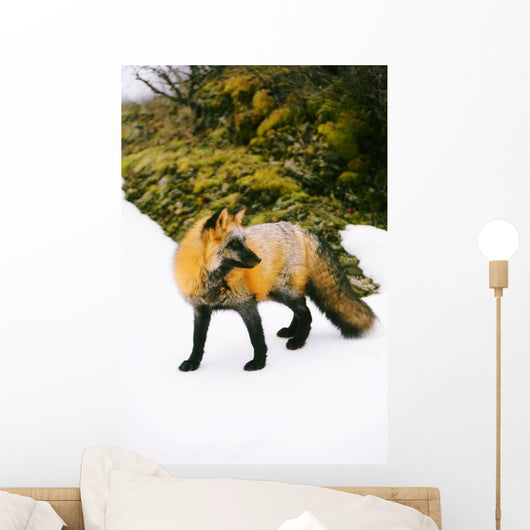 Fox On Snow Wall Mural
