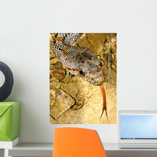 Baird's Rat Snake Tongue Flick Wall Mural