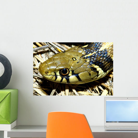 Checkered Garter Snake's Head Wall Mural