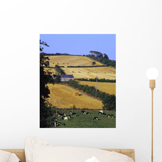 Friesian Cattle Wall Mural