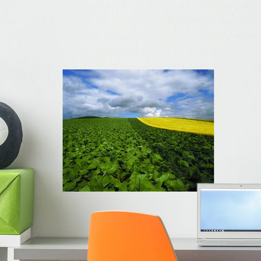 Vegetables, Cabbages Wall Mural