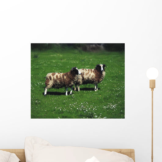 Jacob Sheep Wall Mural