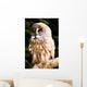Great Gray Owl Wall Mural