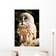 Great Gray Owl Wall Mural