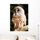 Great Gray Owl Wall Mural