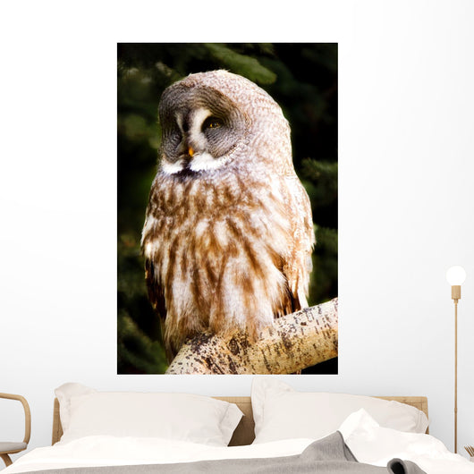 Great Gray Owl Wall Mural