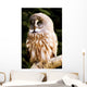 Great Gray Owl Wall Mural