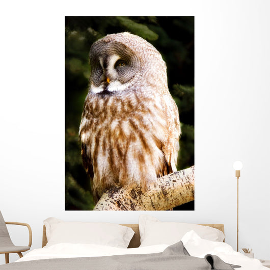 Great Gray Owl Wall Mural