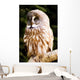 Great Gray Owl Wall Mural