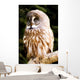 Great Gray Owl Wall Mural
