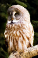Great Gray Owl Wall Mural
