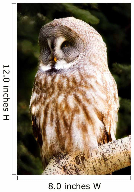 Great Gray Owl Wall Mural