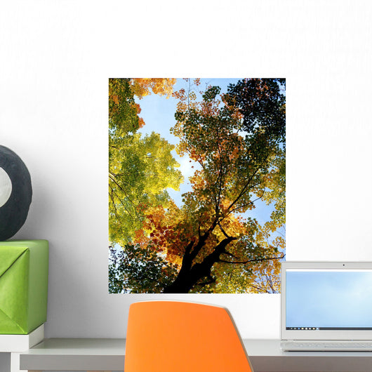 Autumn Trees Low-Angle Wall Mural
