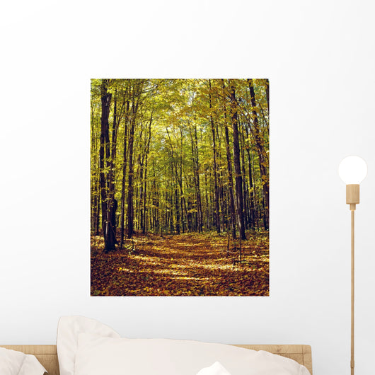 Forest In Quebec, Canada Wall Mural