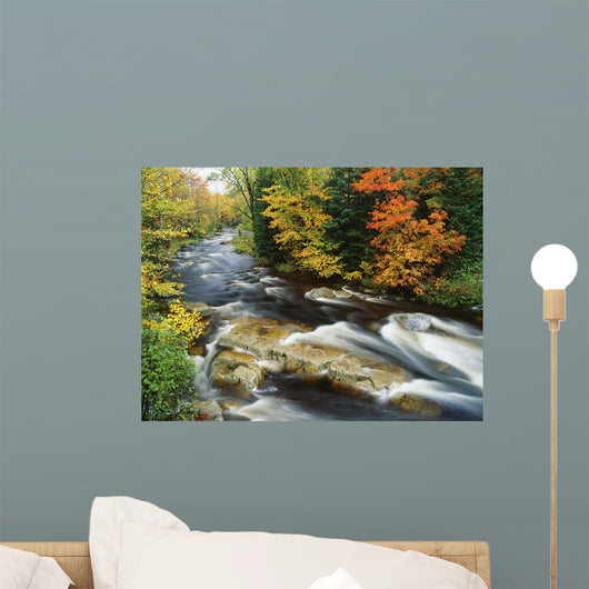 Stream Flowing Through Forest In Vermont, Usa Wall Mural