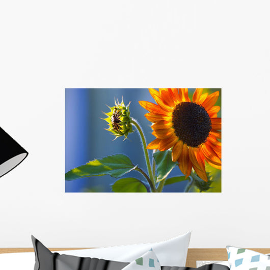 A Sunflower Blooming With Bud Wall Mural