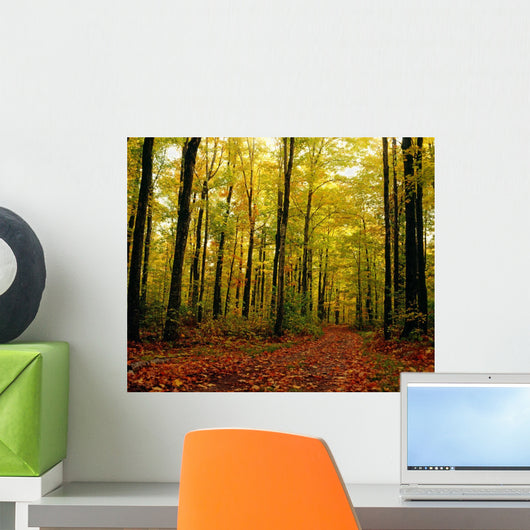Trees With Autumn Leaves In The Forest Wall Mural