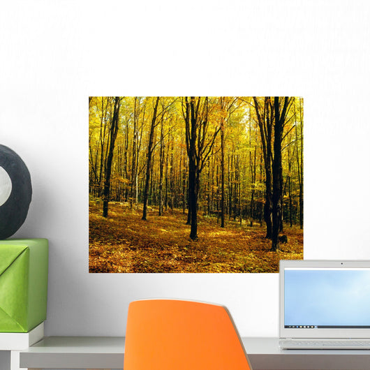 Forest In Autumn With Trees Wall Mural